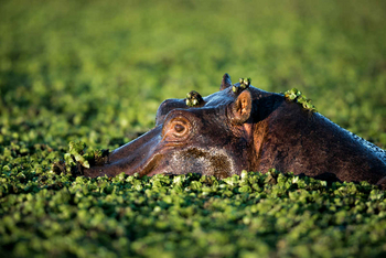Mogotlho Safari Lodge Mogotlho Safari Lodge: Hippo