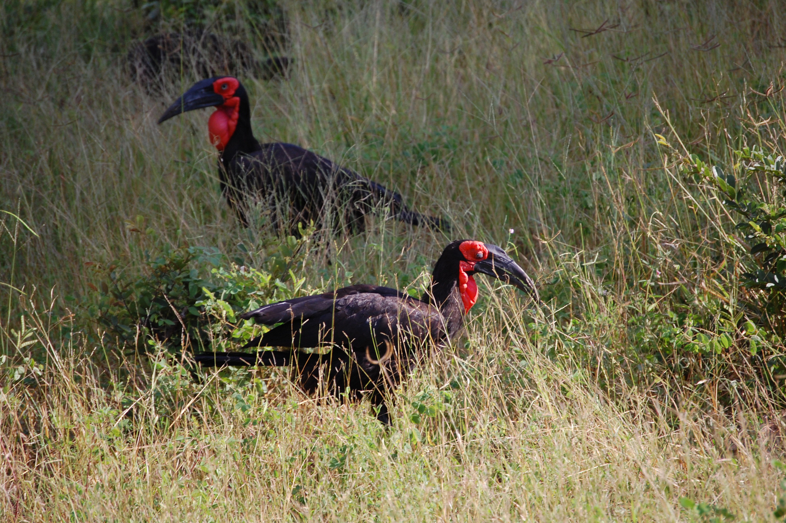 Muchenje Safari Lodge Muchenje Safari Lodge: Kaffernhornrabe