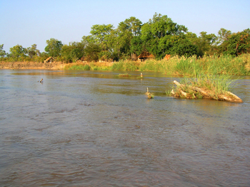 Mwaleshi Camp Mwaleshi Camp: Camp am Fluss