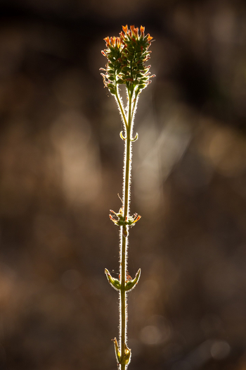 Ntemwa Busanga Bushcamp Ntemwa Busanga Bushcamp: Blütenpflanze im Gegenlich