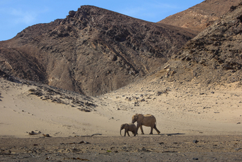 Onduli Enclave: Wüstenelefanten