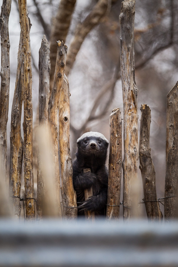 Onguma Reserve: Honey Badger
