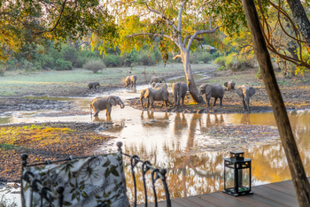 Painted Dogs Lagoon Camp: Elefantn an der Lagune