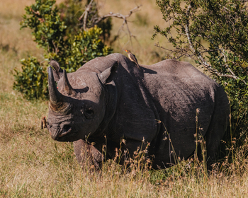 Porini Rhino Camp: Nashorn mit Oxpecker