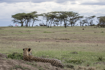 Richard's River Camp: Game Drive