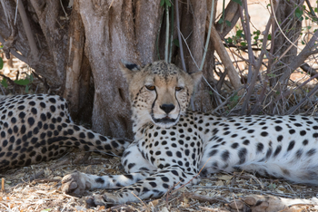 Saruni Samburu: Gepard