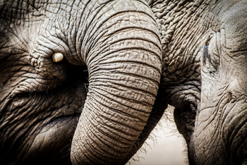 Saruni Samburu: Reteti Elephan Sanctuary