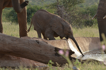 Saruni Samburu: Underground Hide