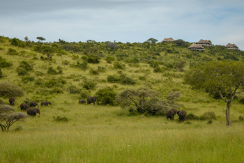 Serengeti Lake Magadi Lodge: Elefanten nahe der Lodge