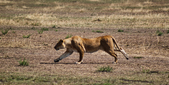 Serian Serengeti Lamai: Löwin auf Pirsch