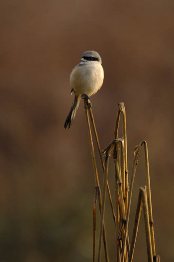 Shergarh Tented Camp: Long-tailed Shrike