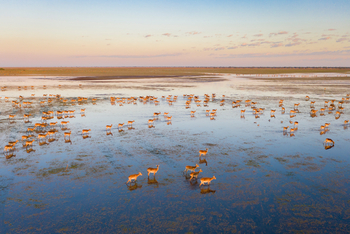 Shoebill Island Camp Shoebill Island Camp: Antilopen im Flutgebiet