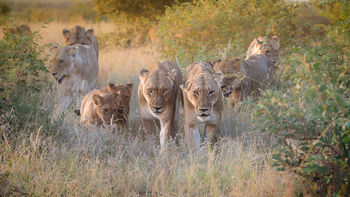 Tanda Tula Safari Camp: Löwinnen