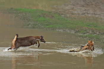 The Bison Resort: Gegenangriff