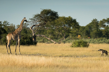 The Hide: Giraffe und Hyäne