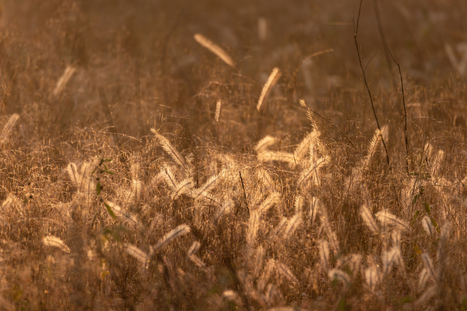 The Untamed Bandhavgarh The Untamed Bandhavgarh: Gräser
