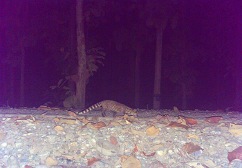 Vanghat: Small Indian Civet