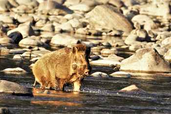 Vanghat: Wildschwein