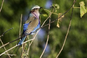 Zarafa Camp: Krächzende Gabelracke