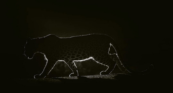 Bera Safari Lodge: Leopard im Gegenlicht