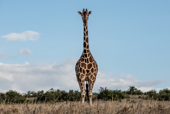 Borana Lodge Borana Lodge: Giraffe frontal
