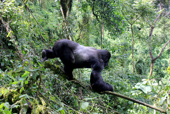 Buhoma Lodge: Silverback Balancing Act