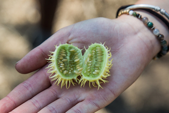Chikoko Trails: Naturfrüchte