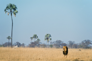 Davison's Camp: Löwe frontal