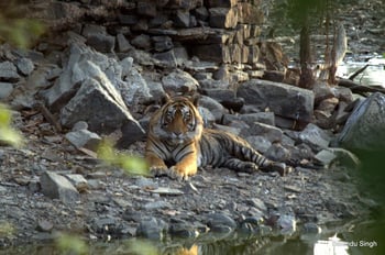 Dev Vilas: Am Wasserloch