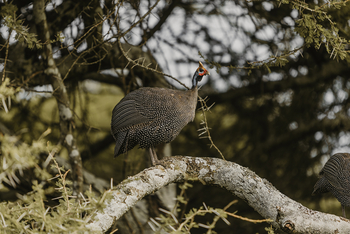Elewana Serengeti Pioneer Camp: Helmperlhuhn
