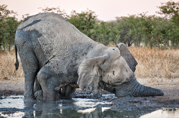 Etosha Heights Game Reserve: Tiere und Landschaft
