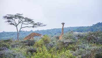 Hatari Lodge: Giraffen