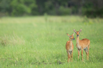 Ila Safari Lodge Ila Safari Lodge: Schwarzfersenantilopen