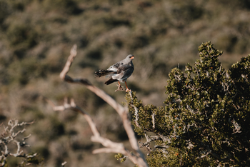 Kwandwe Private Game Reserve: Gabar Goshawk