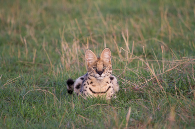 Lamai Serengeti: Serval - Leptailurus serval