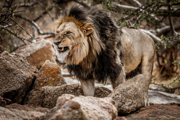 Legendary Mila Tented Camp: Löwe