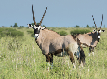 Leopard Plains: Oryxantilopen