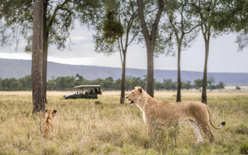 Little Governors' Camp: Löwin mit Jungtier