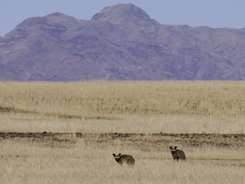Little Kulala: Löffelhunde