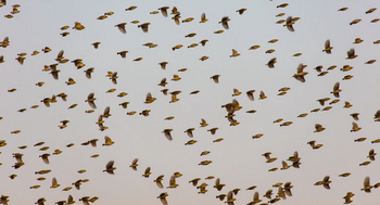 Luambe Camp: Queleas