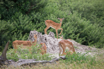 Mankwe Tented Retreat: Impalas