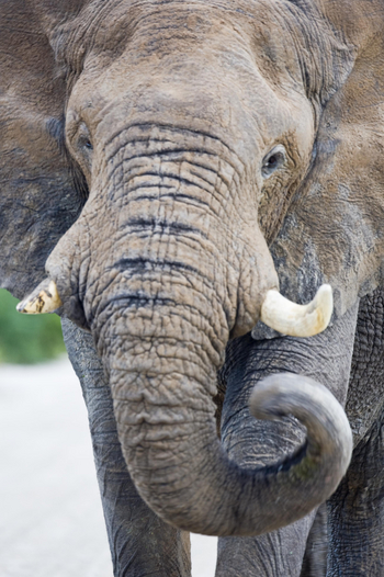 Mushara Game Drive: Geschwungener Rüssel