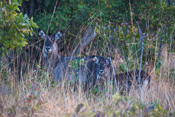 Ntemwa Busanga Bushcamp Ntemwa Busanga Bushcamp: Wasserböcke