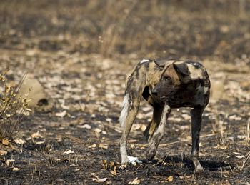 Ntemwa Busanga Bushcamp Ntemwa Busanga Bushcamp: Wildhund