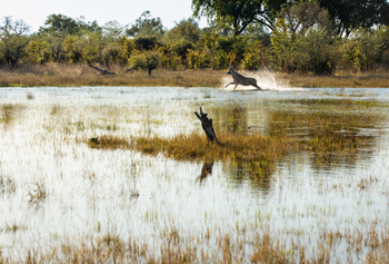 Okavango Explorers Camp Okavango Explorers Camp: Pferdeantilope