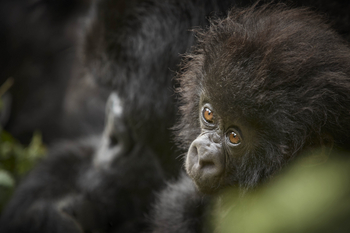 One and Only Gorilla's Nest: Gorilla Nahaufnahme