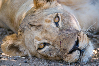 Ruckomechi Camp: Löwe im liegen