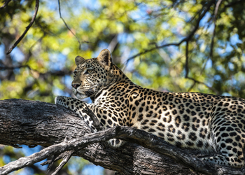 Sable Alley Camp: Leopard