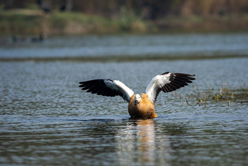 Sawai Vilas: Surwal Lake - Ruddy Shelduck