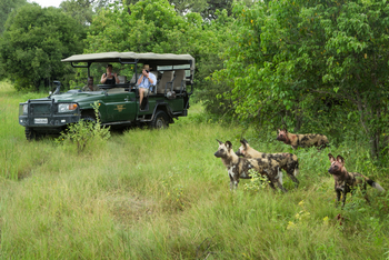 Selinda Explorers Camp Selinda Explorers Camp: Wildhundbegegnung